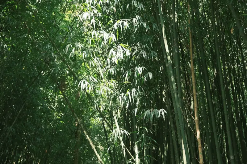 竹液酒与传统白酒的酿造工艺差异及风味特征解析正文配图 2